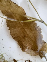 Potamogeton pulcher