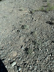 Lomatium cuspidatum