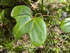 Aristolochia trilobata