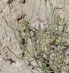 Antistrophus pisum
