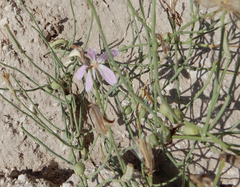 Antistrophus pisum