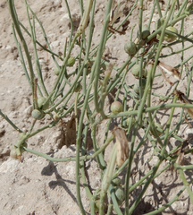 Antistrophus pisum