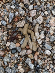 Tetrao urogallus
