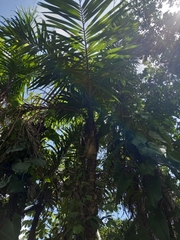 Bactris plumeriana