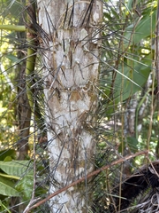 Bactris plumeriana