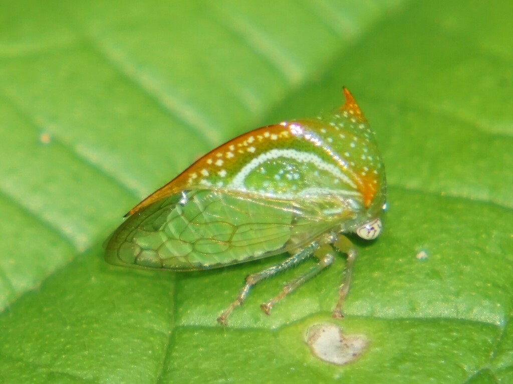 Ceresa vitulus