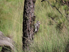 Dryobates stricklandi