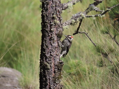 Dryobates stricklandi