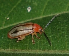 Disonycha quinquelineata