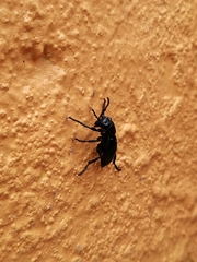Meloe laevis