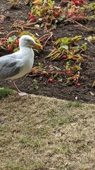 Larus argentatus