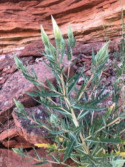 Mentzelia decapetala