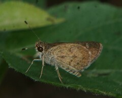 Callimormus saturnus