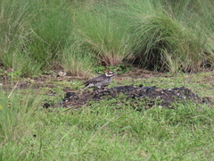 Dryobates stricklandi