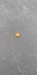 Araneus bivittatus