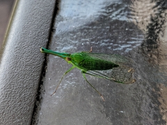 Lappidina