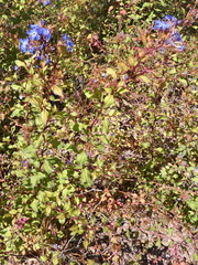 Ceratostigma plumbaginoides