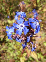 Ceratostigma plumbaginoides