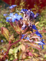 Ceratostigma plumbaginoides