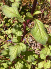 Ceratostigma plumbaginoides