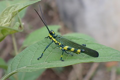 Chromacris psittacus pacificus