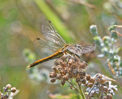 Sympetrum flaveolum
