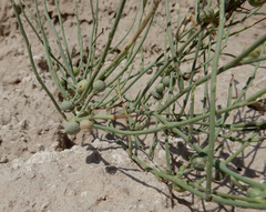Antistrophus pisum