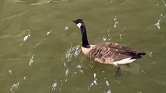 Branta canadensis