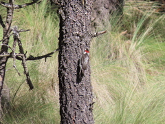 Dryobates stricklandi