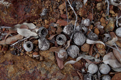 Corymbia calophylla