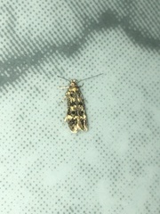 Bryotropha basaltinella