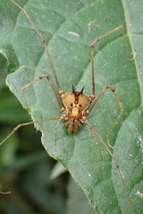 Ventrivomer ancyrophorus