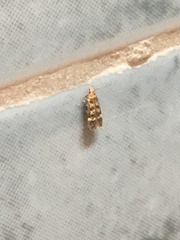 Bryotropha basaltinella