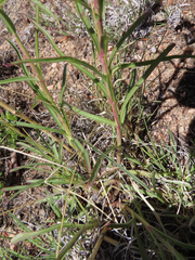 Penstemon secundiflorus