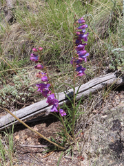 Penstemon secundiflorus