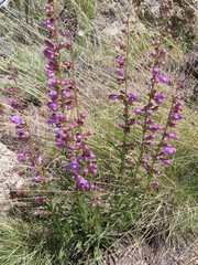 Penstemon secundiflorus