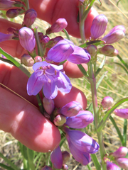Penstemon secundiflorus