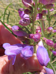 Penstemon secundiflorus