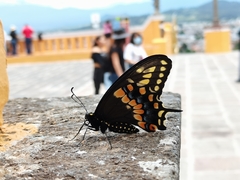 Papilio polyxenes asterius