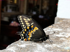 Papilio polyxenes asterius