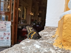 Papilio polyxenes asterius