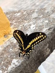 Papilio polyxenes asterius
