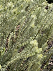 Phylica pubescens