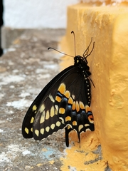 Papilio polyxenes asterius