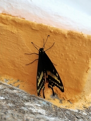 Papilio polyxenes asterius