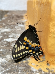Papilio polyxenes asterius