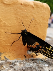 Papilio polyxenes asterius