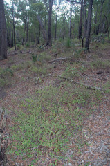 Lasiopetalum floribundum