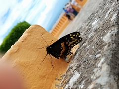 Papilio polyxenes asterius