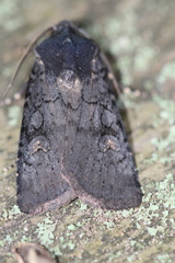 Euxoa velleripennis